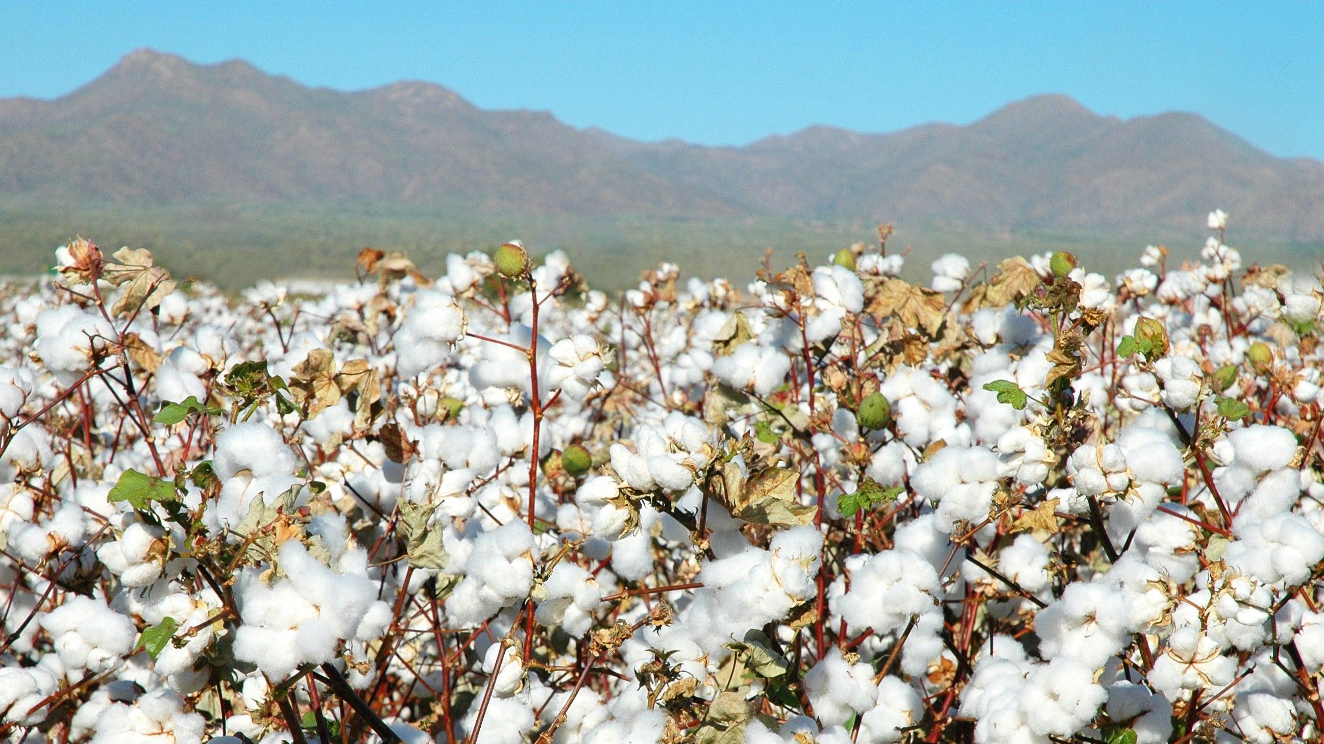 Cotton